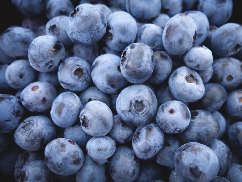 Image blue berries in close up photography