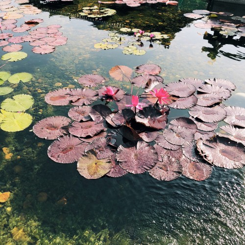 Image flower, science, body of water, aquatic plant, water resources