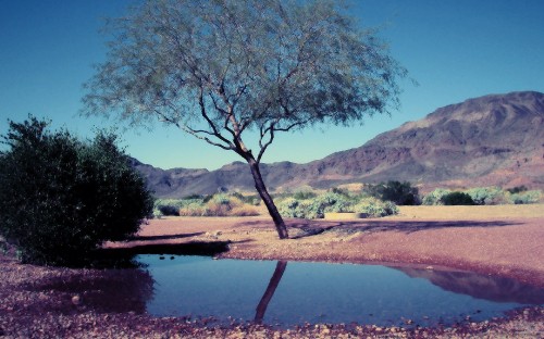 Image green trees near lake during daytime