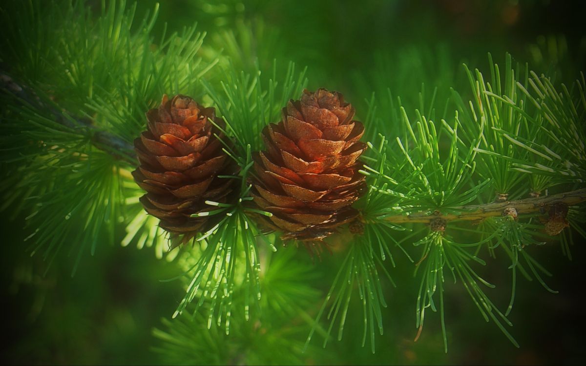 苹果它, Air航空, Air, IMac, 落叶松 壁纸 2880x1800 允许