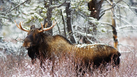 Image brown and black animal on green grass during daytime