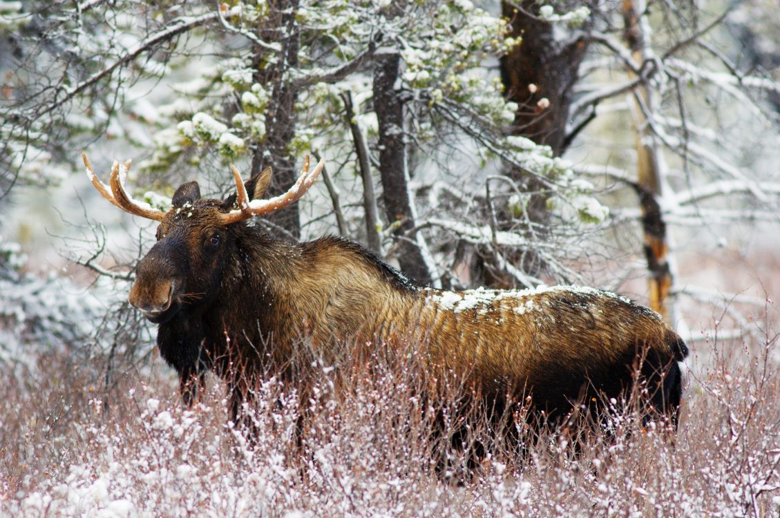 brown and black animal on green grass during daytime