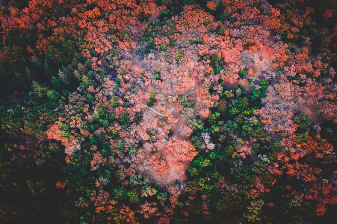 天空, 棕色, 红色的, 歌词, 分形技术 壁纸 4893x3260 允许