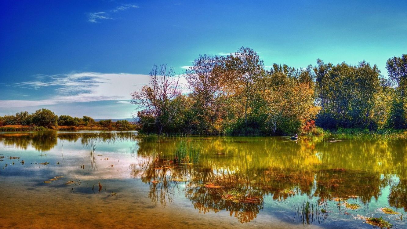 Tagsüber Grüne Und Braune Bäume Neben Dem Fluss Unter Blauem Himmel. Wallpaper in 2560x1440 Resolution