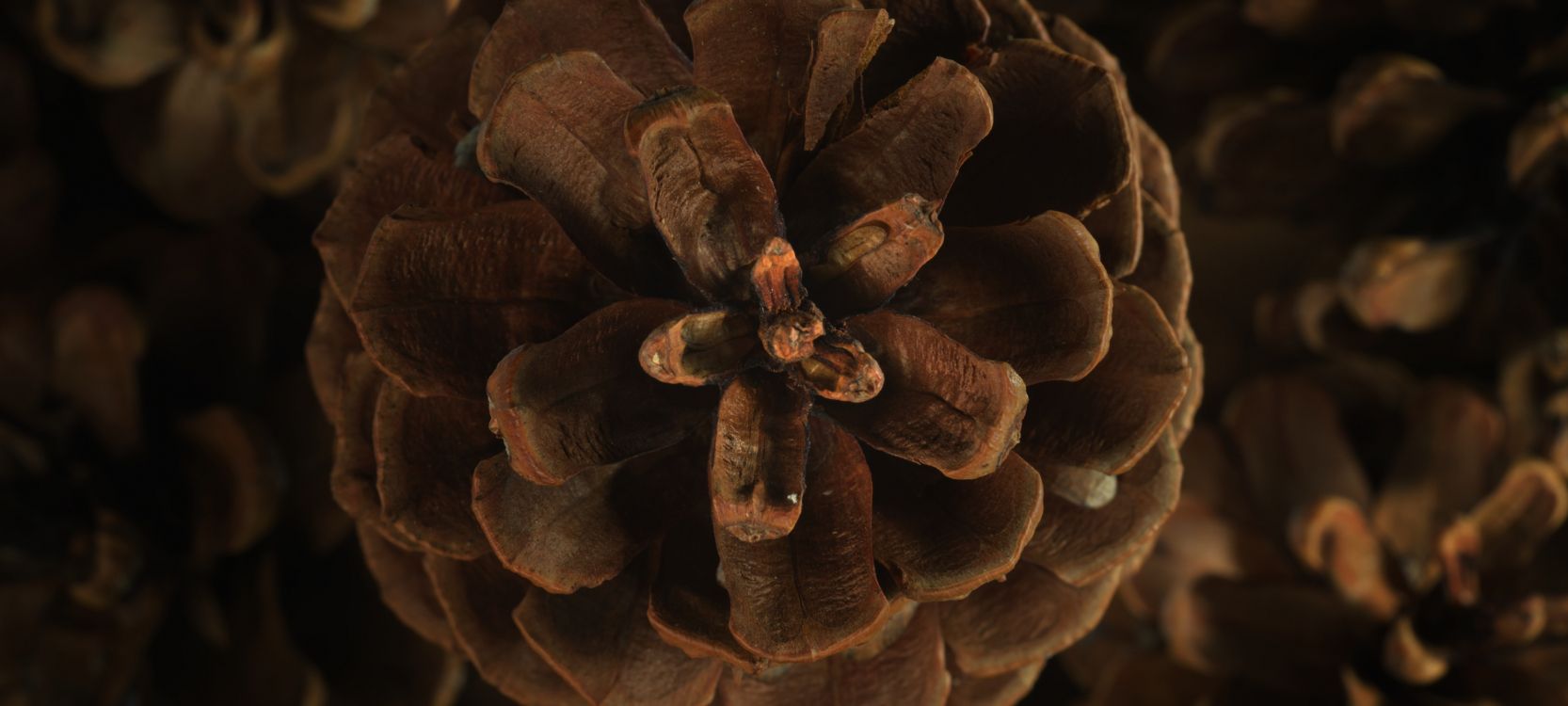 Flora, Brown, Naturmaterialien, Holz, Nadelbaum Kegel. Wallpaper in 3200x1440 Resolution
