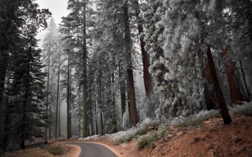 Image brown dirt road between trees covered with snow during daytime