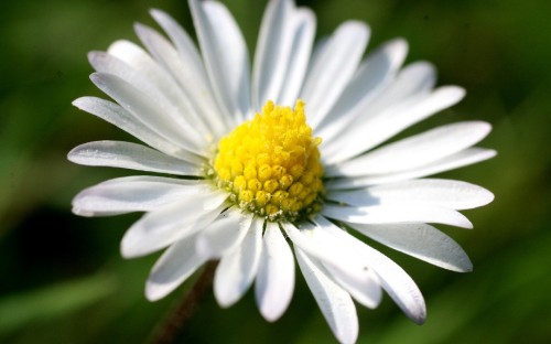 Image white daisy in bloom during daytime