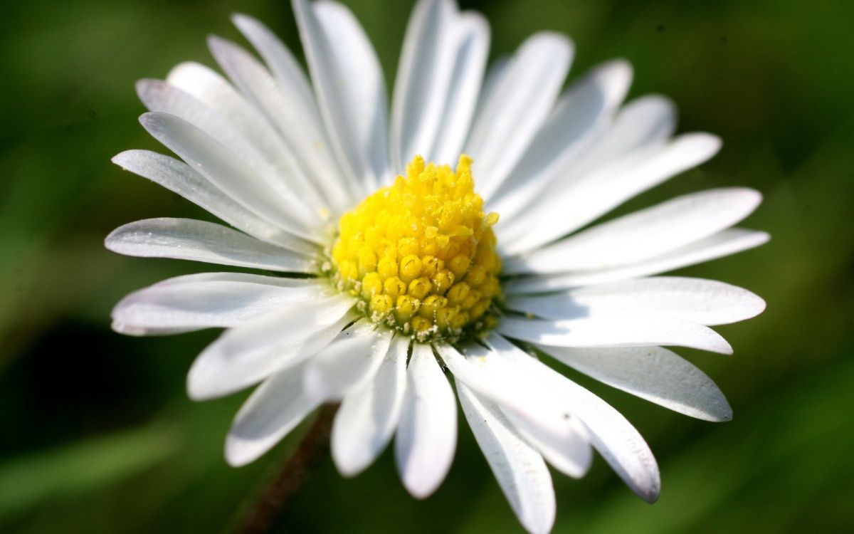 Marguerite Blanche en Fleurs Pendant la Journée. Wallpaper in 1920x1200 Resolution