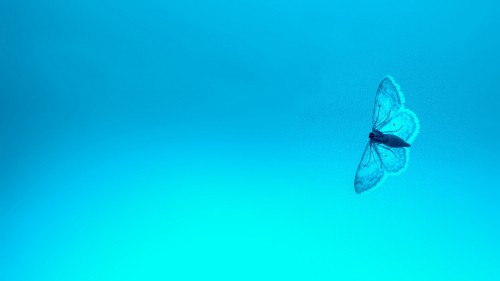 Fondos de Pantalla Mariposa Azul, Imágenes HD Mariposa Azul, Descargar  Imágenes Gratis