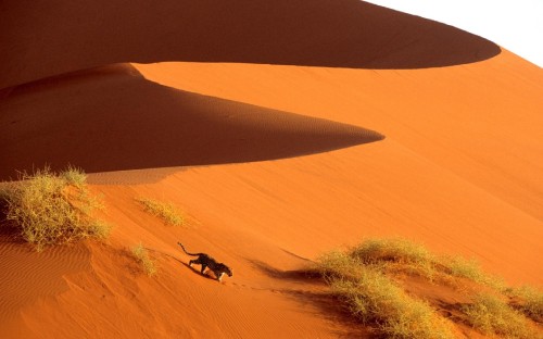 Image person in black shirt and pants walking on desert during daytime