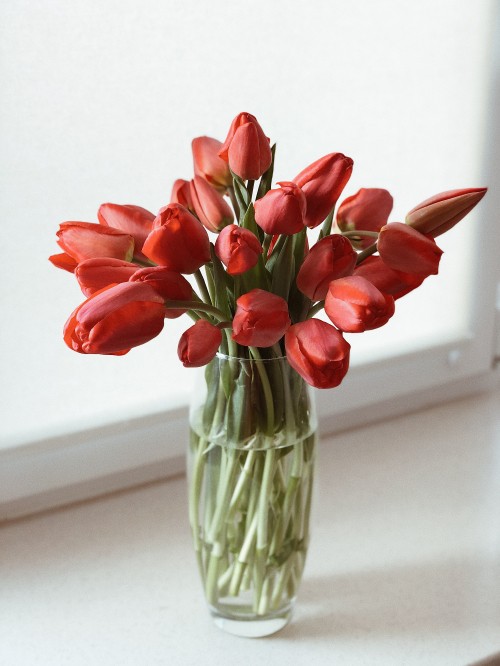 Image cut flowers, floral design, flowering plant, vase, tulip