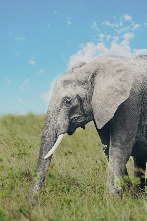 Image elephants trunk, african bush elephant, elephant, lion, cloud