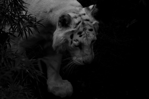 Image grayscale photo of white tiger