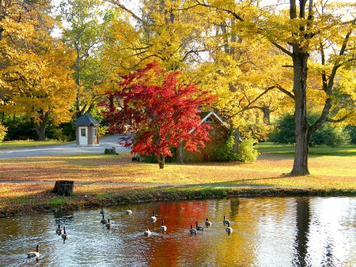 Image white and brown house near green trees and river during daytime