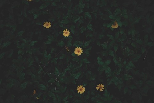 Image white and yellow flowers with green leaves