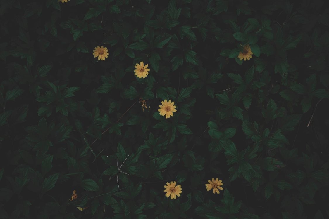 white and yellow flowers with green leaves