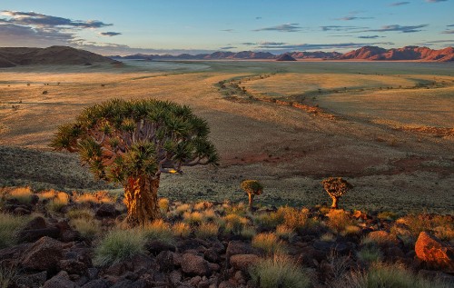 Image green cactus on brown field during daytime