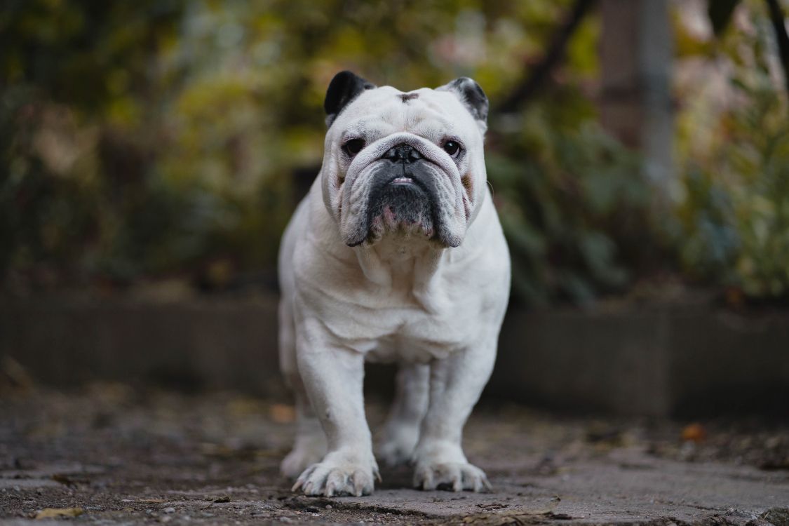 奥尔德的英语bulldogge, 老英国牛头犬, 法国的斗牛犬, 品种的狗, 玩具的斗牛犬 壁纸 5612x3741 允许