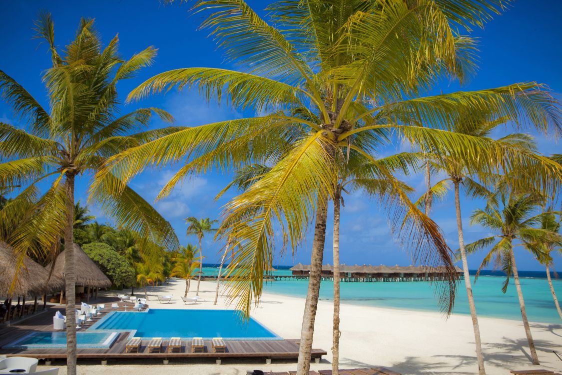 Palme in Strandnähe Tagsüber. Wallpaper in 5616x3744 Resolution