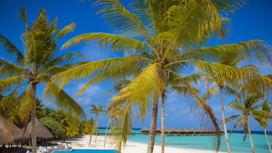 Image palm tree near beach during daytime