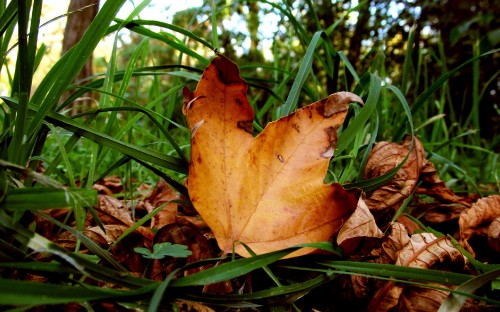 Image brown maple leaf on green grass during daytime