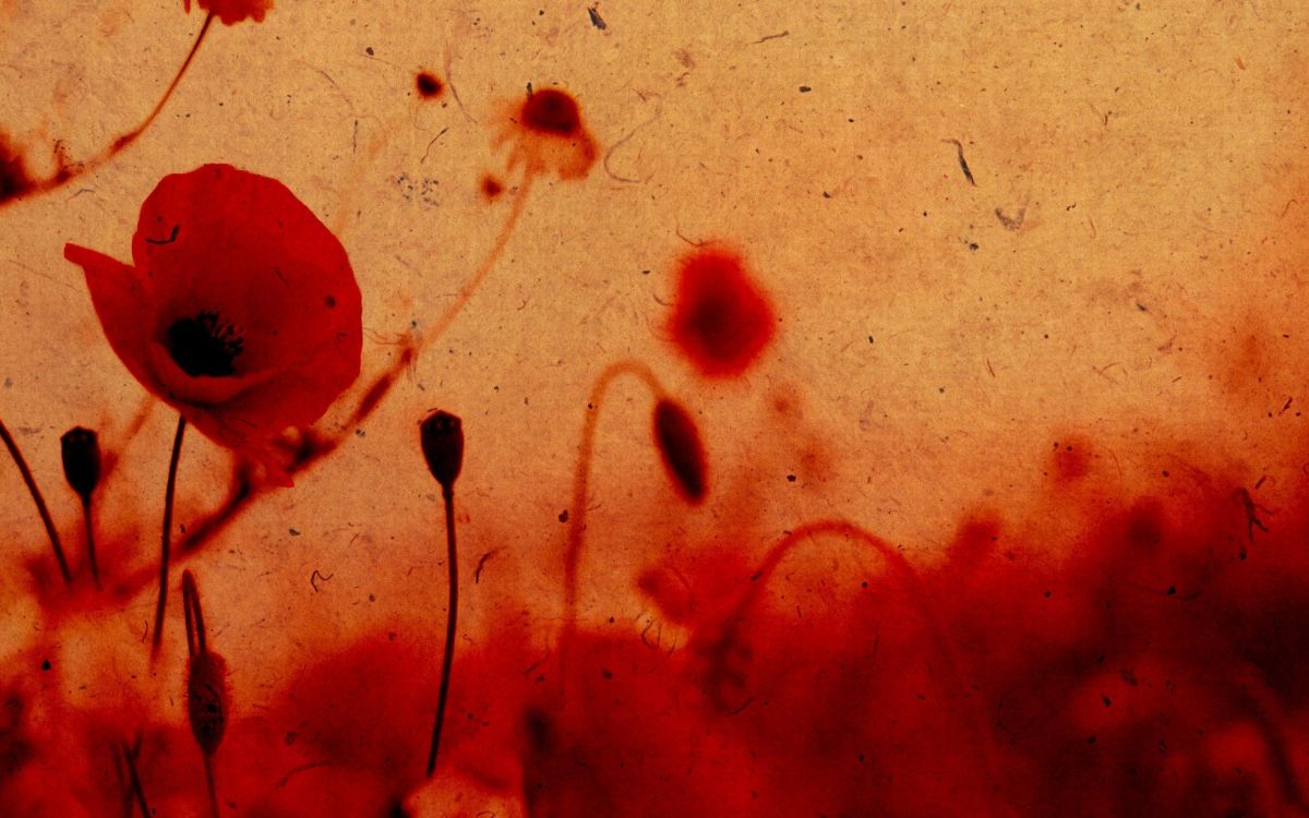 Peinture Abstraite Rouge et Noire. Wallpaper in 2560x1600 Resolution