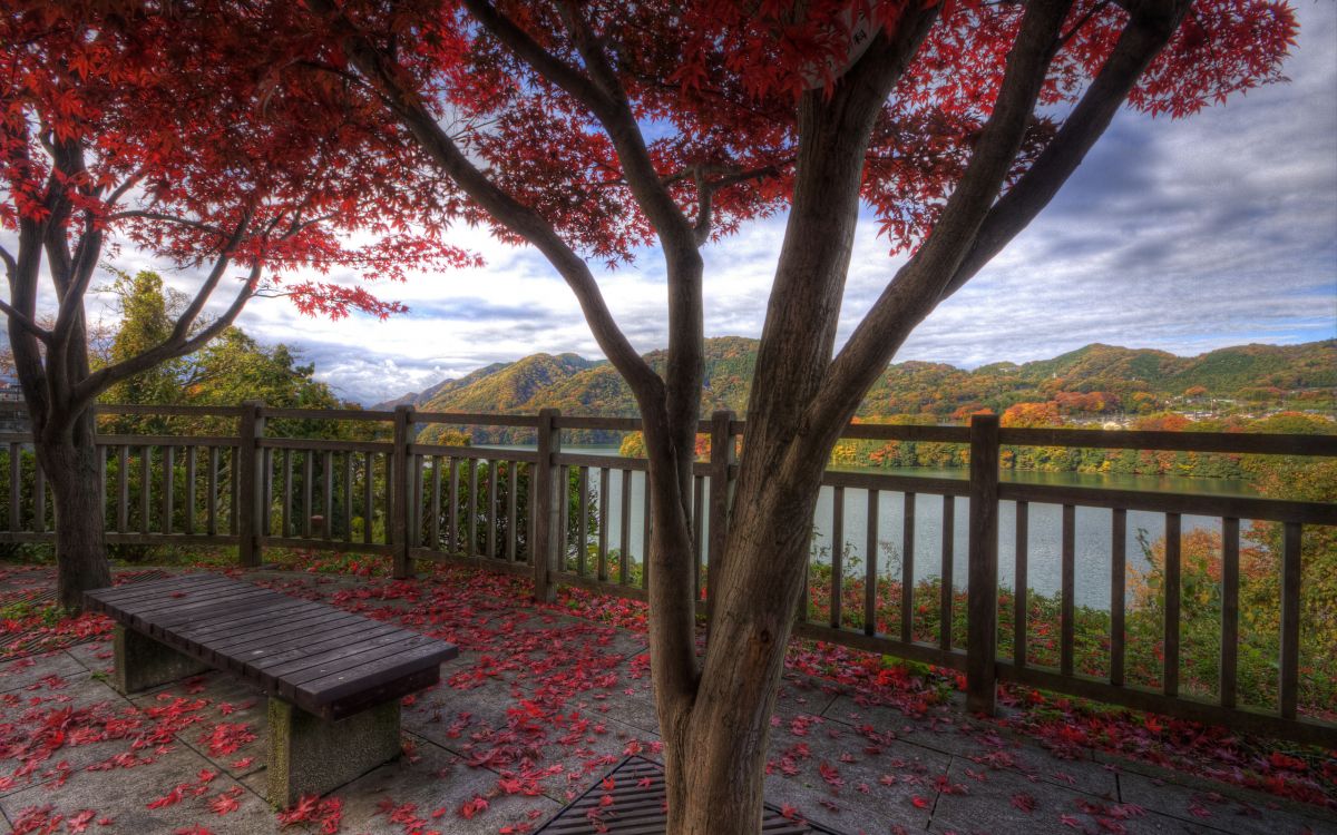 brown wooden bench near brown tree during daytime