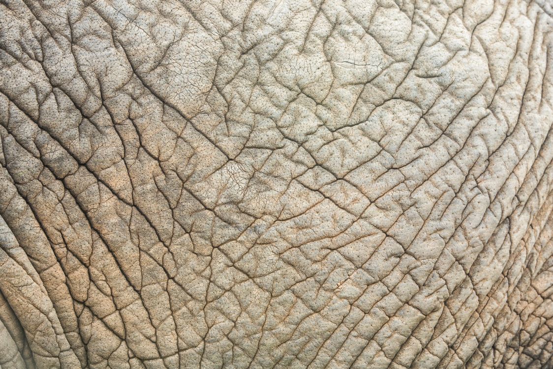 Textile Feuille Gris et Noir. Wallpaper in 2560x1707 Resolution