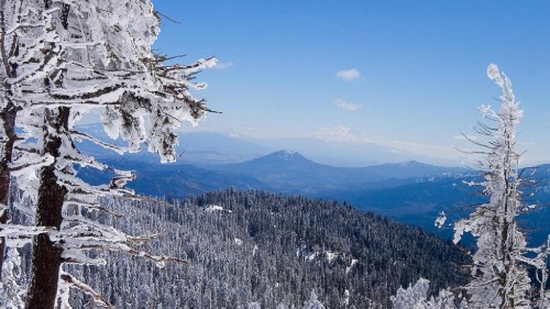 Image snow covered trees and mountains during daytime