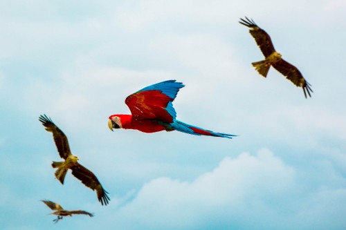 Image red yellow and blue parrot flying under white clouds during daytime