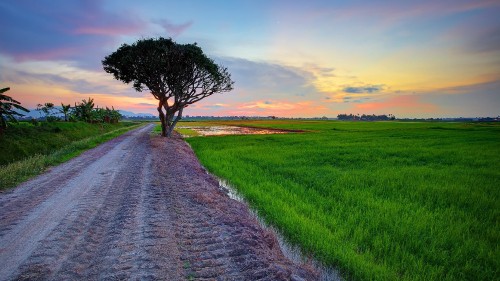 Image green grass field and tree during daytime