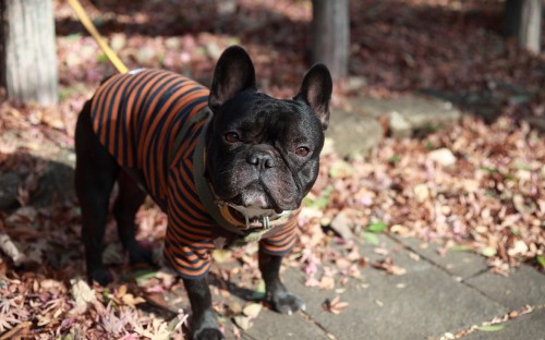 Image black pug wearing orange and black striped shirt