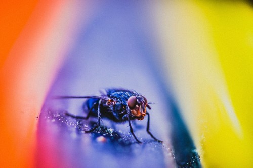 Image black fly perched on yellow and pink surface in close up photography