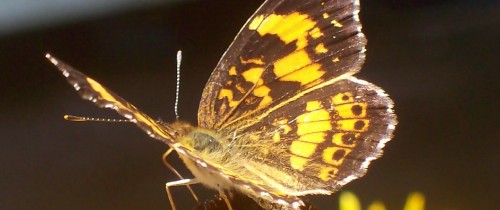 Image yellow and black butterfly on white flower