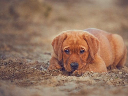 Image brown short coated dog lying on ground