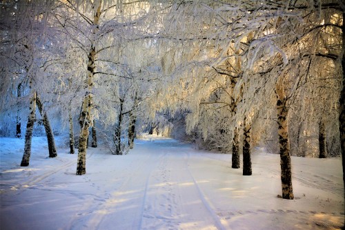 Image snow covered trees during daytime