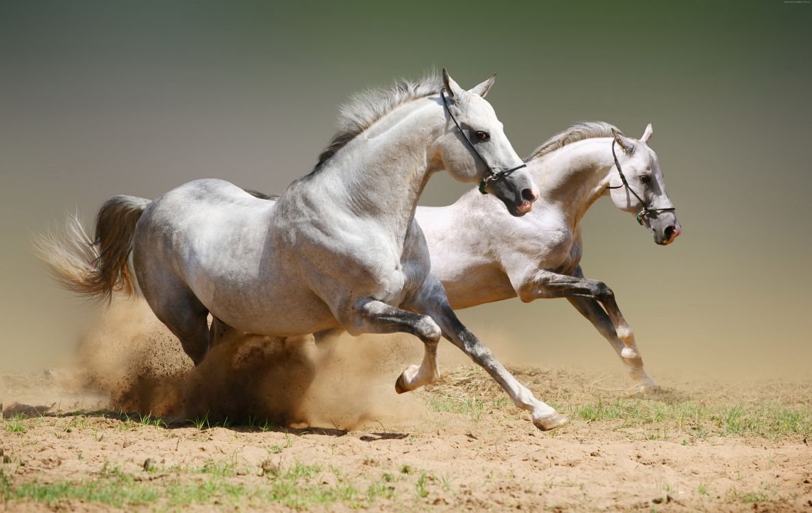 Caballo Blanco en Campo Marrón Durante el Día. Wallpaper in 6984x4416 Resolution