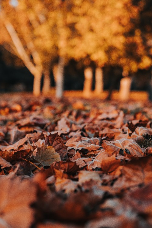 Image leaf, deciduous, autumn, tree, orange