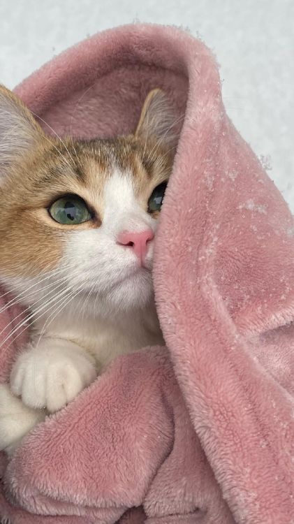 Abisinio, Europeo de Pelo Corto, Egeo Gato, American Wirehair, Pintura de Singapur. Wallpaper in 1440x2560 Resolution