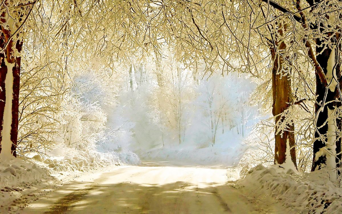 snow covered trees during daytime