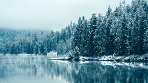 Image green trees beside body of water during daytime