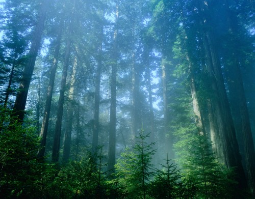 Image green trees in forest during daytime