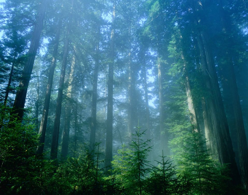 green trees in forest during daytime