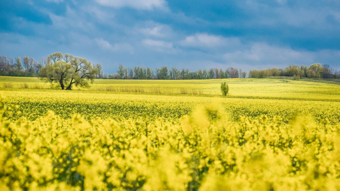 field, rapeseed, flower, plant, cloud