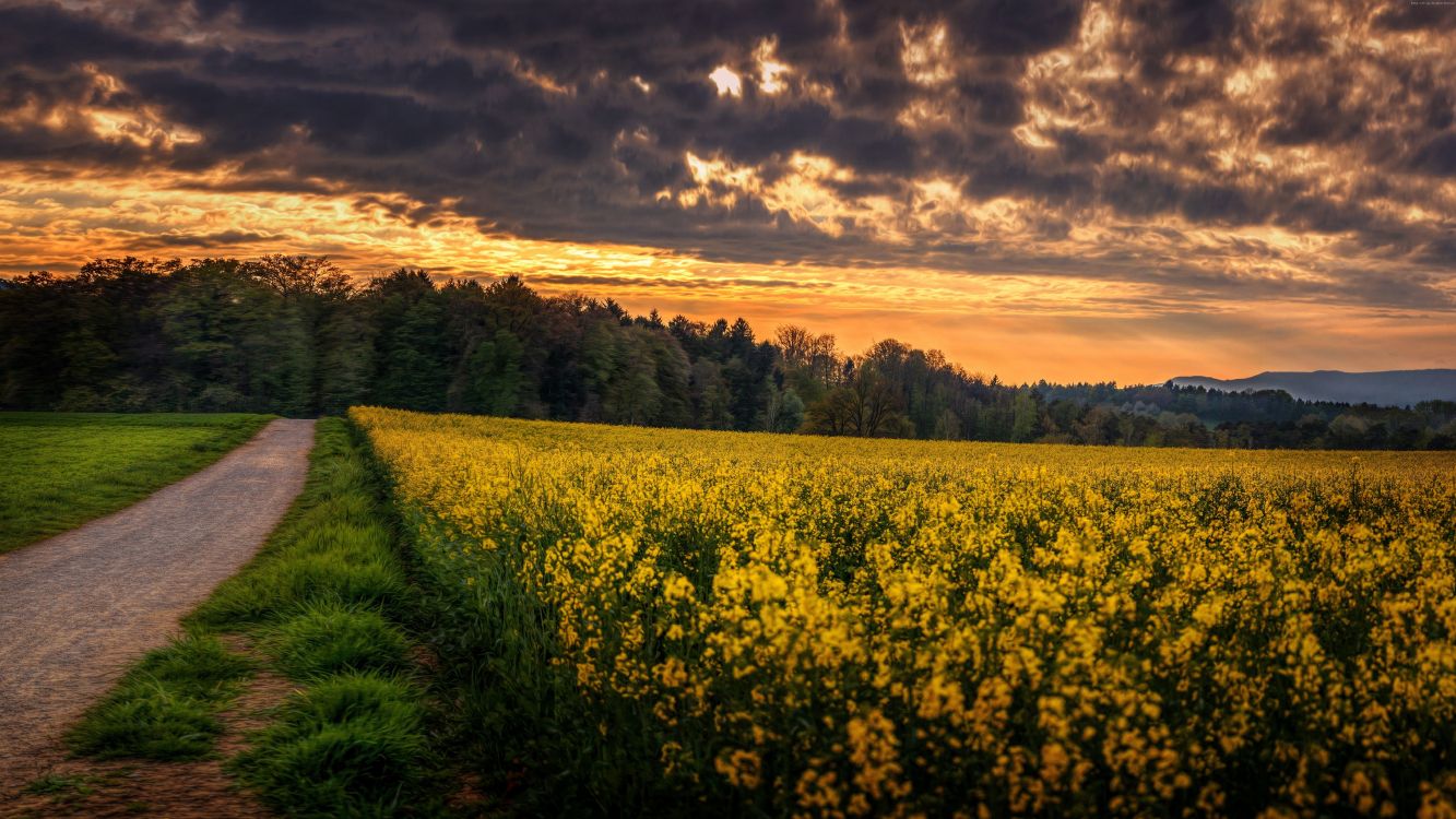 Gelbes Blumenfeld Unter Bewölktem Himmel Tagsüber. Wallpaper in 7680x4320 Resolution