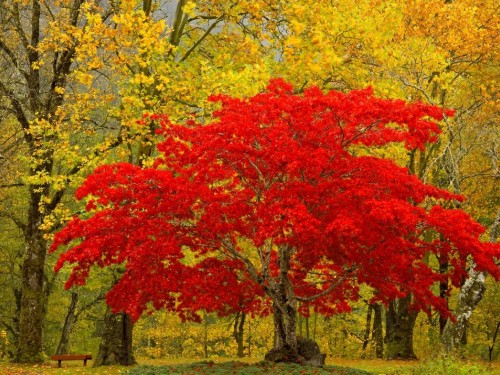 Image red and yellow maple tree