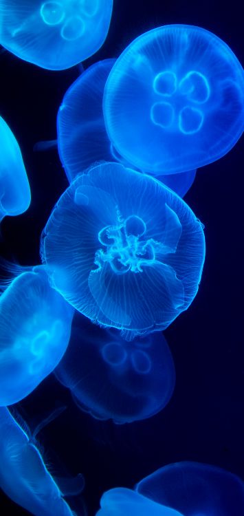 Las Medusas, Biología Marina, Cnidaria, Invertebrados Marinos, la Bioluminiscencia. Wallpaper in 1421x3000 Resolution