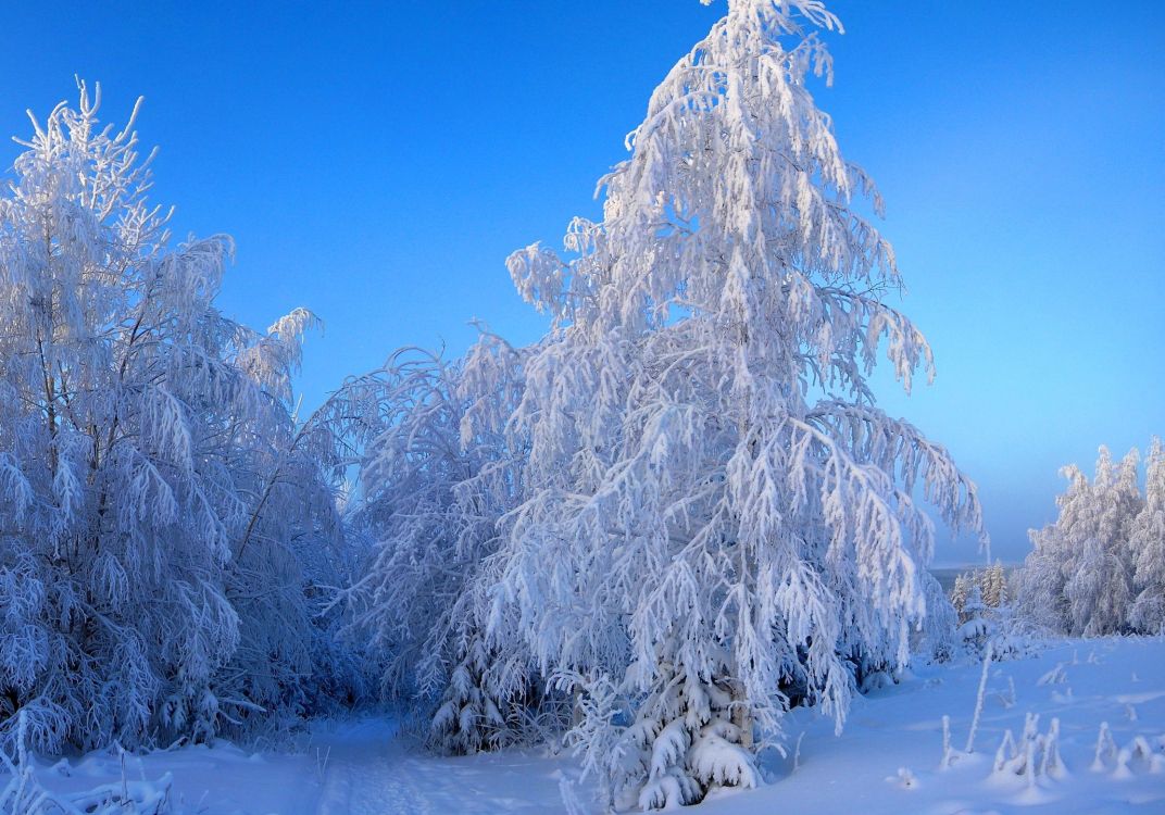 Wallpaper Snow Covered Trees During Daytime, Background - Download Free ...
