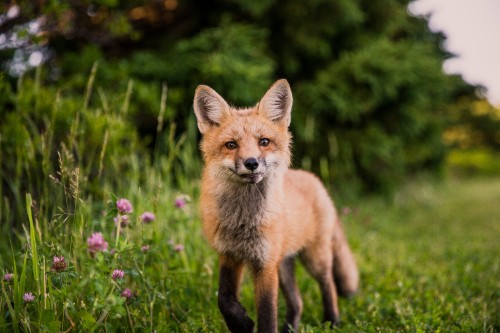 Image brown fox on green grass during daytime