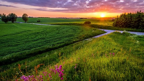 Image purple flower field near green grass field during daytime